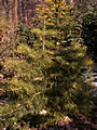 Abies concolor Aurea IMG_4632 Jodła jednobarwna